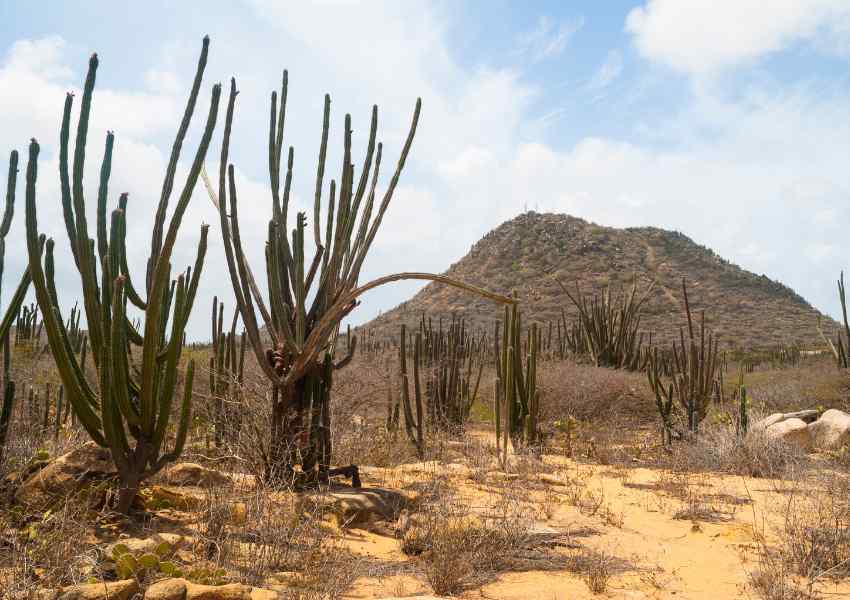 jeep tours in aruba