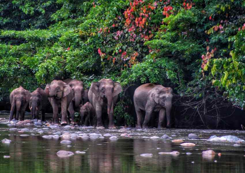 best things to do in borneo