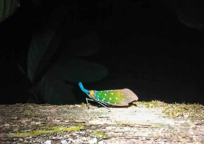 best things to do in borneo