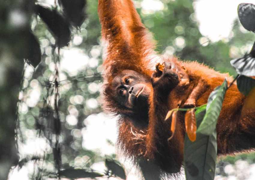17 Best Things to Do in Borneo (Malaysia): Orangutans, Beaches, Caves, and More!