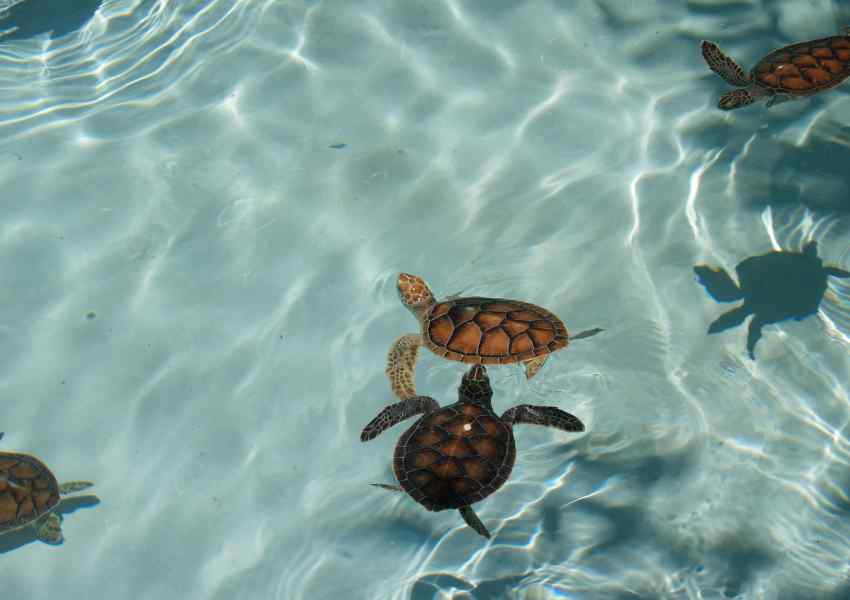 best time to visit xcaret