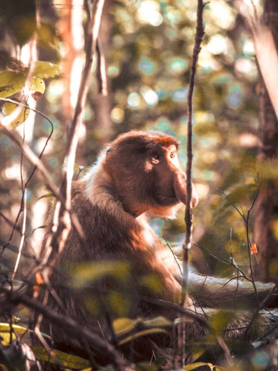 things to do in borneo