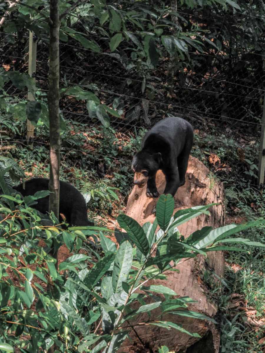 things to do in borneo