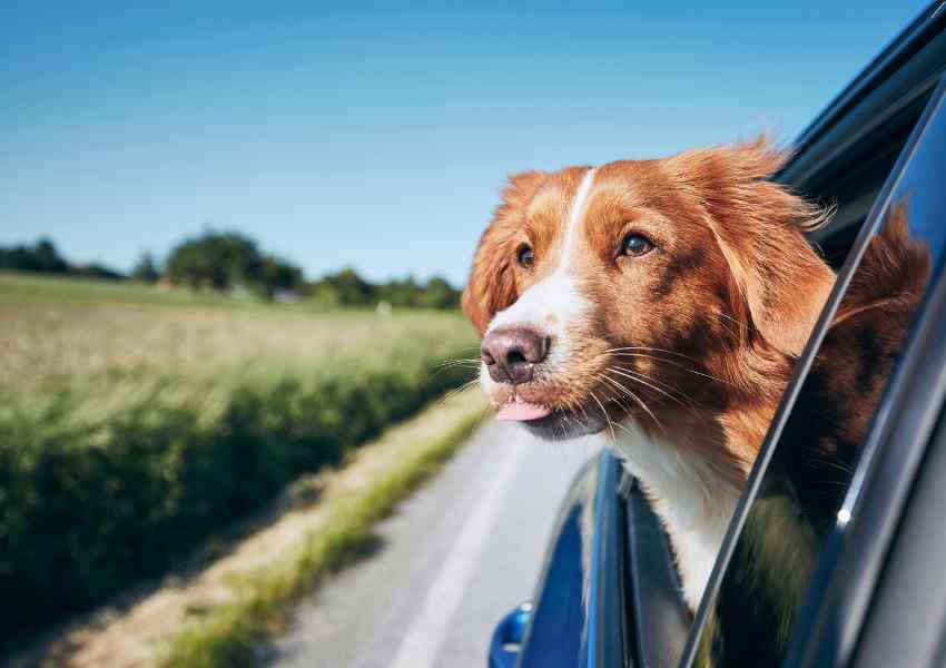 Planning a Road Trip with Your Dog