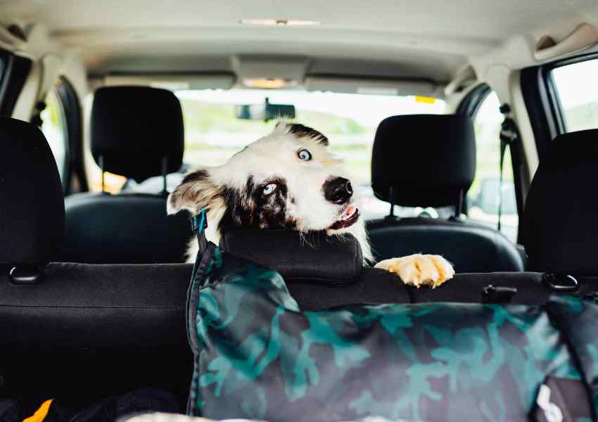 Planning a Road Trip with Your Dog