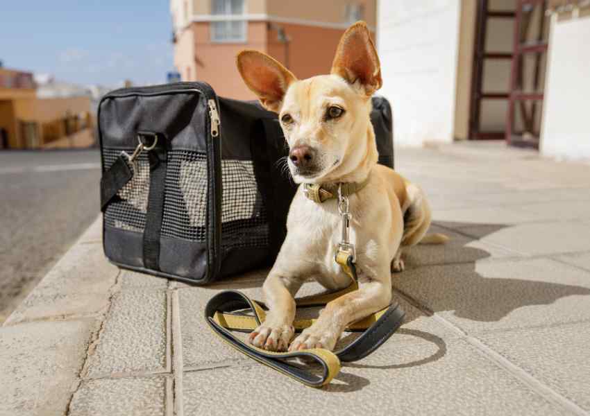 Planning a Road Trip with Your Dog