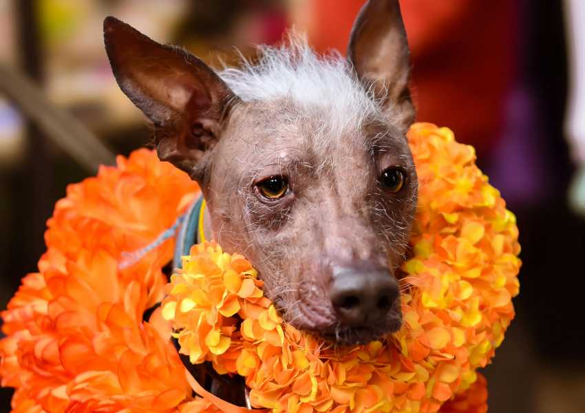 Day of the dead for pets