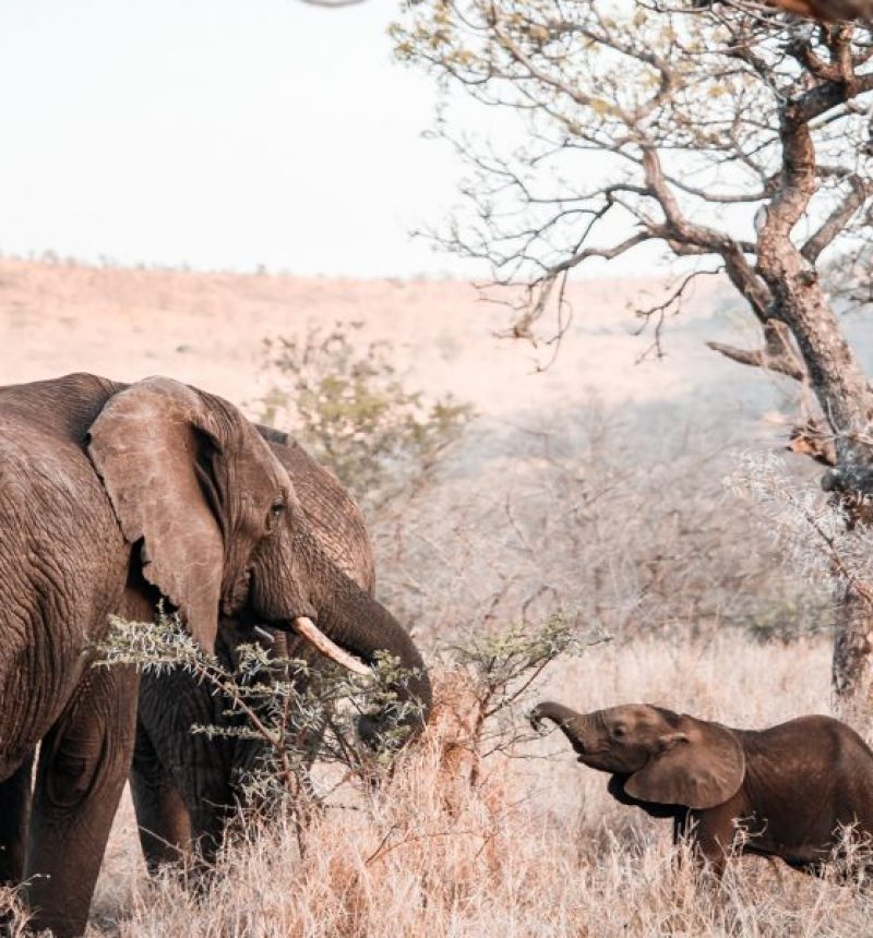 Game-Reserves-in-KZN-South-Africa-Rhino-River-Lodge-Review-Game-Drives-81-opxawdt4as2moko2ucdd0ljs4whg5zqyuzk8f6dbhs